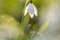 Koen-van-de-Ven-Sneeuwklokje