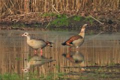 Leo-van-de-Veerdonk-1-Nijlganzen1