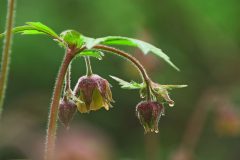 Leo-van-de-Veerdonk-2-Knikkend-nagelkruid-