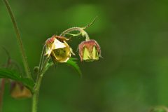 Leo-van-de-Veerdonk-3-Knikkend-nagelkruid