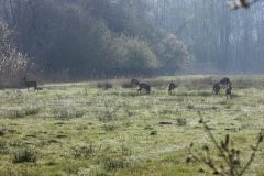 Leo-van-de-Veerdonk-4-Reewild-