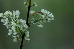 Leo-van-de-Veerdonk-5-Vogelkers-