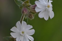 Mart-Schel-silene