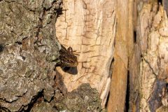 Monique-Achterberg-01-3181597-Levendbarende-hagedis-NiB-april-2026