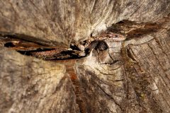 Monique-Achterberg-02-3191645-Levendbarende-hagedis-NiB-april-2026