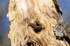 Monique-Achterberg-03-3191657-Levendbarende-hagedis-NiB-april-2026