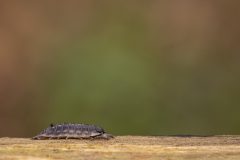 Willy-van-Lanen-v-Lanen-1-Pissebed