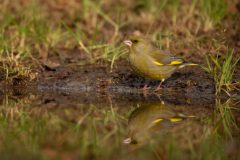 Willy-van-Lanen-v-Lanen-2-Groenling