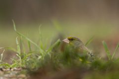 Willy-van-Lanen-v-Lanen-3-Groenling