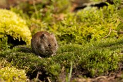 Willy-van-Lanen-v-Lanen-4-Rosse-woelmuis-