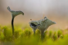 Willy-van-Lanen-v-Lanen-5-Groen-blauw-trechtertje