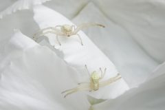 Gerry-van-Meurs4-Gewone-kameleonspin-of-bloemkrabspinnetjes-07433