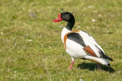 Henk-Valk-berggans-20260422-0344