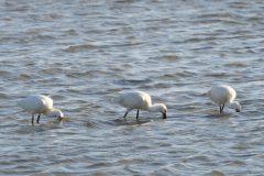 Henk-Valk-lepelaars-20260423-0565