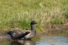 Henk-Valk-rotgans-20260422-0300