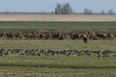 Drukte aan de Oostvaardrsplassen