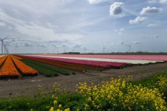 Tulpenweide in de Flevopolder
