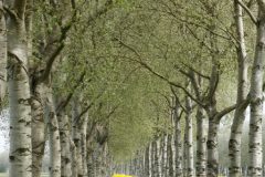 Koolzaad onder de berken