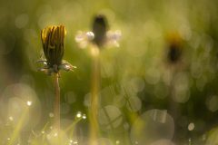 Willy-van-Lanen-2-paardenbloem