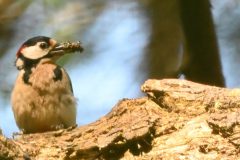 Kees-van-der-Lee-Foto-2-Hooghei