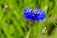 David-Dansak-Korenbloem-met-zweefvlieg