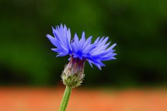 David-Dansak-Korenbloem