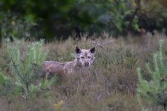 Gera-Schel-wolf-6471