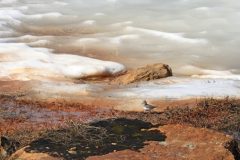 Gerry-van-Meurs-Temmincks-strandloper-04977