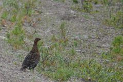 Gerry-van-Meurs-hoen-04072