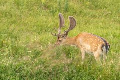 Henk-Valk-damhert-0229
