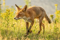 Henk-Valk-damhert-0538