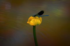 Jan-Albert-Hellings-2026-07-03-3-weidebeekjuffer-Rosep