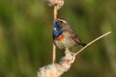 Leo-van-de-Veerdonk-1-