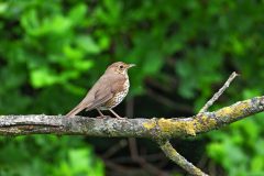 Leo-van-de-Veerdonk-2-