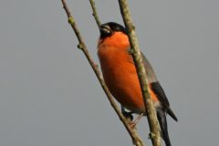 Leo-van-de-Veerdonk-4-