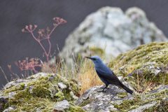 Mart-Schel-blauwerotslijster