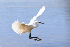 Mart-Schel-kleine-zilverreiger