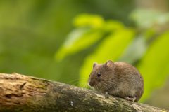 Willy-van-Lanen-3-Rosse-Woelmuis