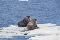 Hans-van-de-Griendt-02-Spitsbergen-Walrus