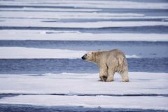 Hans-van-de-Griendt-03-Spitsbergen-IJsbeer