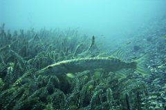 Hans-van-de-Griendt-05-Snoek-Oostenrijk