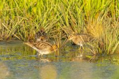 Henk-Valk-watersnip-0408-bewerkt