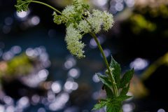Jan-Albert-Hellings-2026-09-04-3-moerasspirea-Kampina