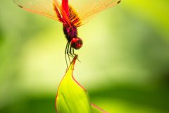 Koen-van-de-Ven-Rode-libelle