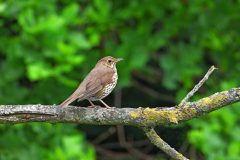 Leo-van-de-Veerdonk-1-
