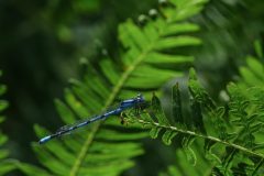 Gerry-van-Meurs-2-Blauwe-juffer-06419
