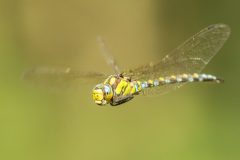 Henk-Valk-keizerlibel-0256