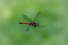 Koen-van-de-Ven-Libelle