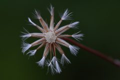 Mart-Schel-bloemzaadjes