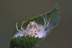 Mart-Schel-krapspin-met-nest